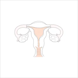 자궁 일러스트